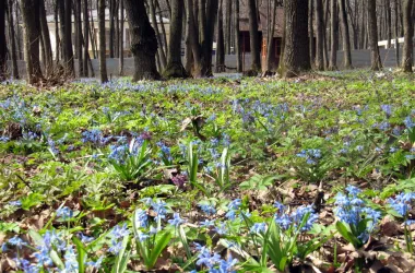 Ділянки в селищі Royal Club | Toprealtor