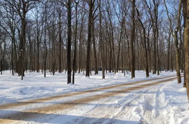 Ділянки в селищі Форест | Toprealtor