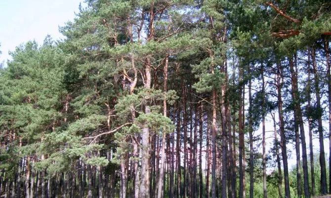 Ділянка 25 соток в Чайковці | Toprealtor