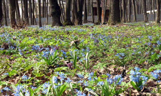 Ділянка 20 соток в Парк Хаусі | Toprealtor